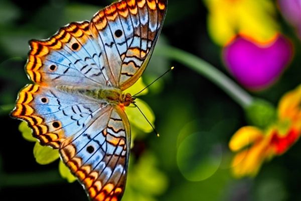 Butterfly_in_MiracleGarden_Dubai